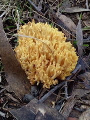 Ramaria watlingii