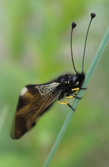 Libelloides ustulatus