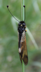 Libelloides ustulatus