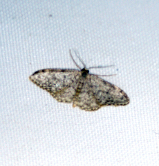 Idaea seriata