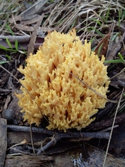 Ramaria watlingii
