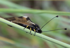 Libelloides ustulatus