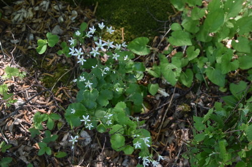 lomikameň okrúhlolistý (Saxifraga rotundifolia)