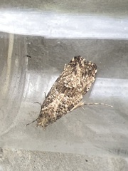 Morophaga choragella