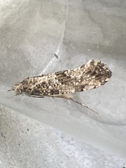 Morophaga choragella