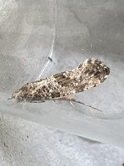 Morophaga choragella