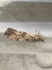 Morophaga choragella