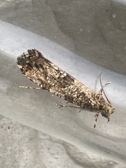 Morophaga choragella