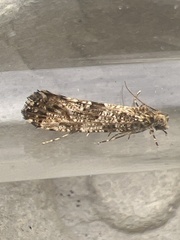 Morophaga choragella