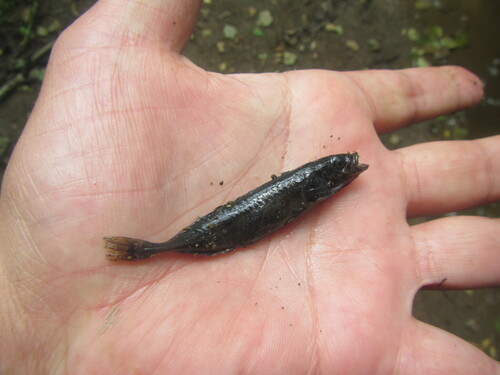 Sakhalin ninespine stickleback (Pungitius tymensis) — Gasterosteidae