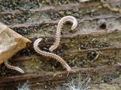 Proteroiulus fuscus