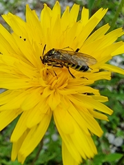 Tenthredo brevicornis