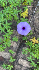 Ipomoea cairica