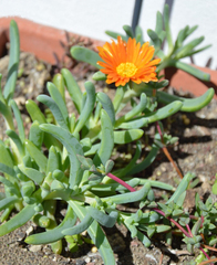 Lampranthus glaucoides