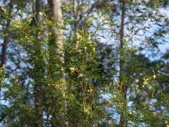 Acacia parvipinnula