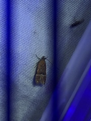 Eudactylota iobapta