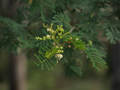 Acacia parvipinnula
