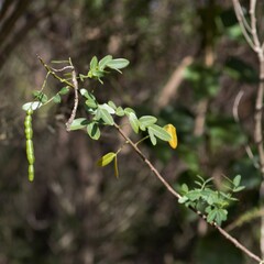 Senna pendula glabrata