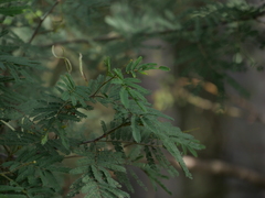 Acacia parvipinnula