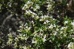 Daphne alpina