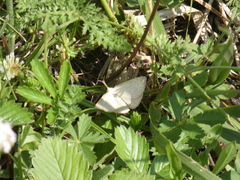 Polypogon tentacularia