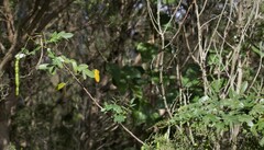 Senna pendula glabrata