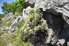 Daphne alpina