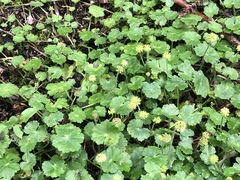 Hydrocotyle setulosa
