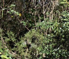 Senna pendula glabrata