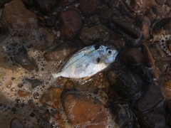 Leiognathidae