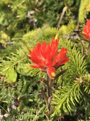 Castilleja litoralis