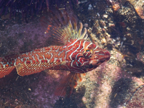Longfin Sculpin