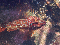 Longfin Sculpin photo 1