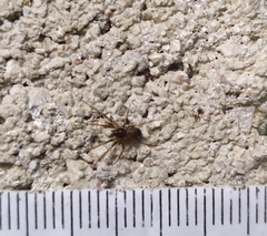 Lepthyphantes leprosus