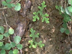 Selaginella ciliaris