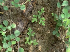 Selaginella ciliaris