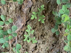 Selaginella ciliaris