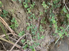 Selaginella ciliaris