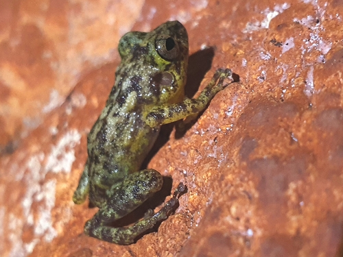 Buenaventura Robber Frog, Eleutherodactylus flavescens