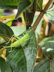 Meconema meridionale