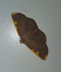 Nothomiza flavicosta