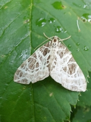 Eustroma reticulata
