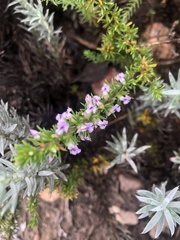 Muraltia knysnaensis