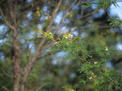 Acacia parvipinnula