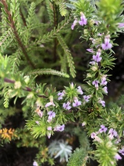 Muraltia knysnaensis