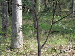 Acacia parvipinnula