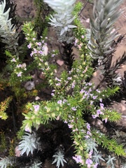 Muraltia knysnaensis