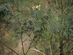 Acacia parvipinnula