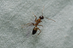 Camponotus albosparsus