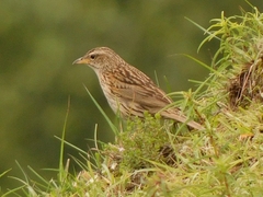 Anthus sylvanus